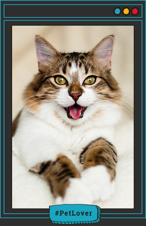 todo lo que debes saber de los bigotes de los gatos